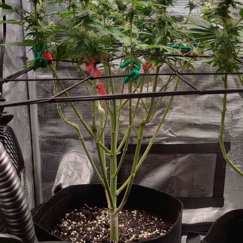 Gelato #45 No.2 growlog timeline photo
