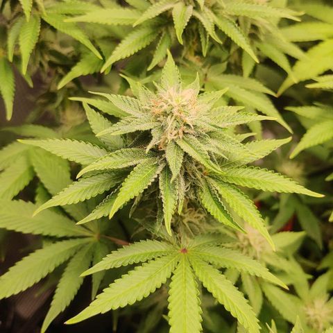 Gelato #45 No.2 growlog timeline photo