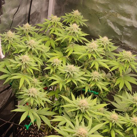 Gelato #45 No.2 growlog timeline photo