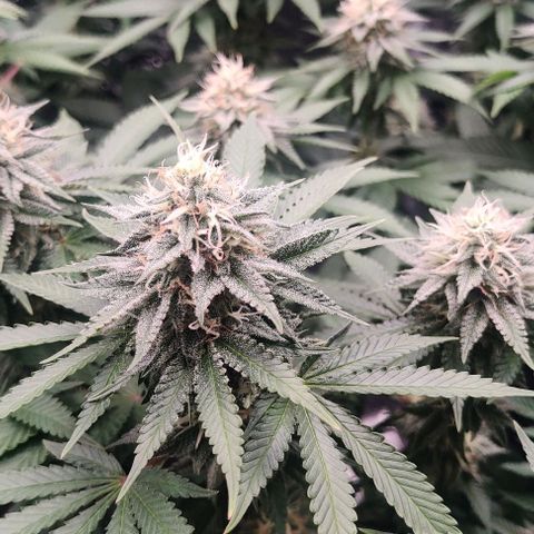 Gelato #45 No.1 growlog photo: Anfang blütewoche 6
