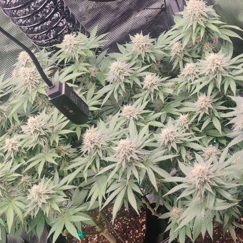 Gelato #45 No.1 growlog photo: Anfang blütewoche 6