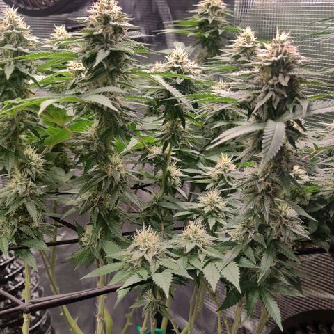 Gelato #45 No.1 growlog photo: Anfang blütewoche 6