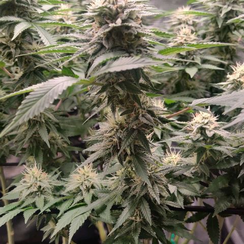 Gelato #45 No.1 growlog photo: Anfang blütewoche 6