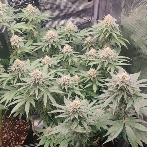 Gelato #45 No.1 growlog photo: Anfang blütewoche 6