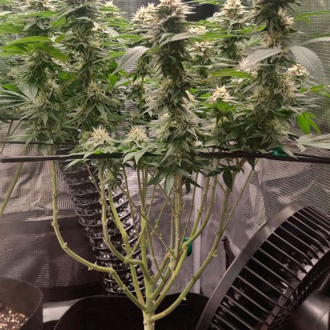 Gelato #45 No.1 growlog photo: Anfang blütewoche 6