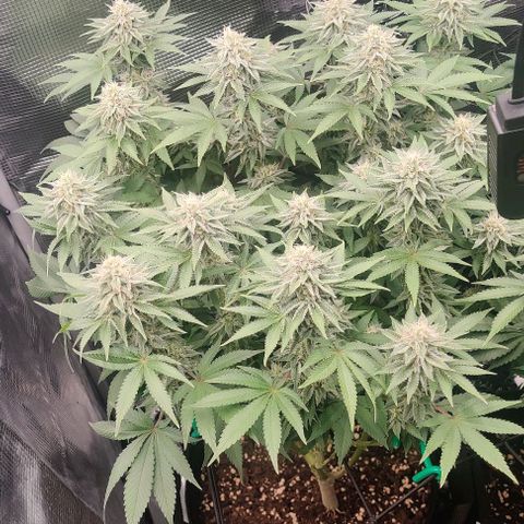 Gelato #45 No.2 growlog timeline photo