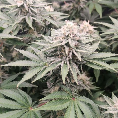 Gelato #45 No.2 growlog timeline photo