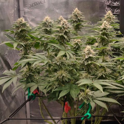 Gelato #45 No.2 growlog timeline photo