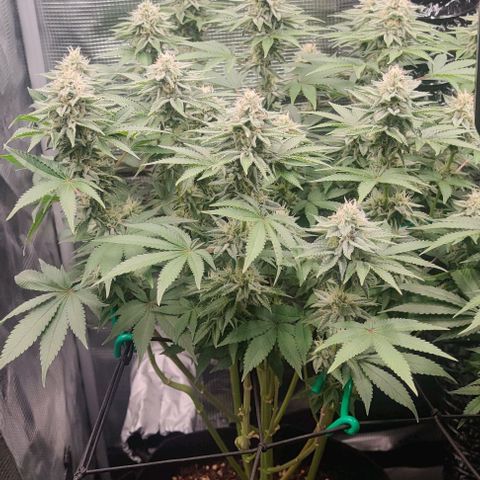 Gelato #45 No.2 growlog timeline photo