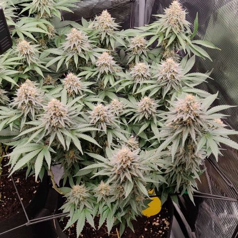 Gelato #45 No.1 growlog timeline photo