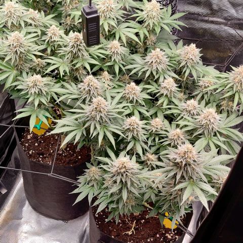 Gelato #45 No.1 growlog timeline photo