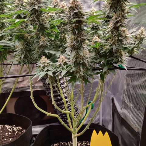 Gelato #45 No.1 growlog timeline photo