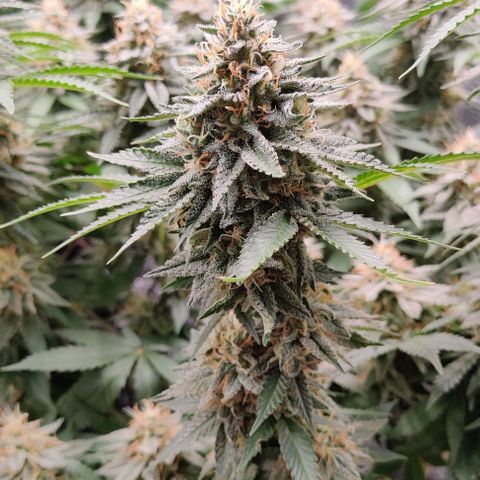 Gelato #45 No.1 growlog timeline photo