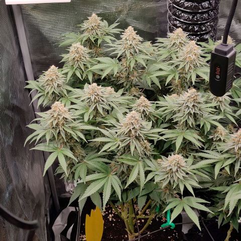 Gelato #45 No.2 growlog timeline photo