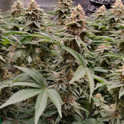 Gelato #45 No.2 growlog timeline photo