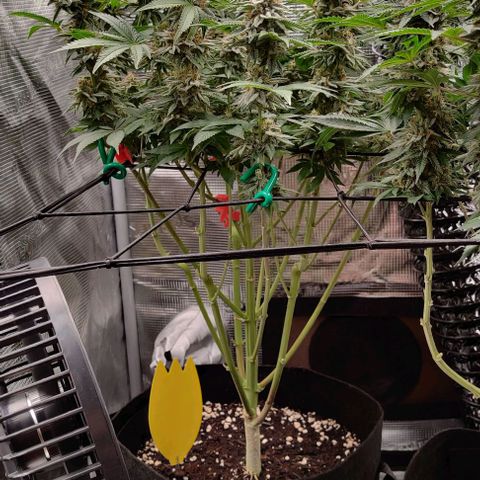 Gelato #45 No.2 growlog timeline photo