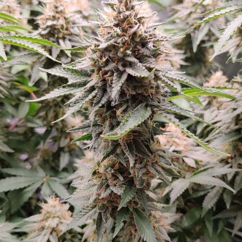 Gelato #45 No.1 growlog timeline photo
