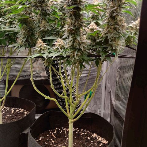 Gelato #45 No.1 growlog timeline photo
