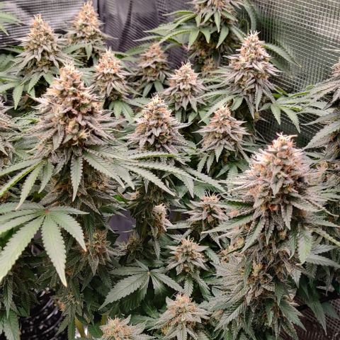 Gelato #45 No.1 growlog timeline photo