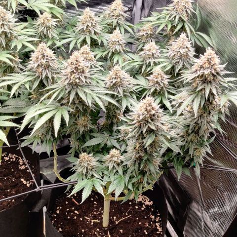 Gelato #45 No.1 growlog timeline photo