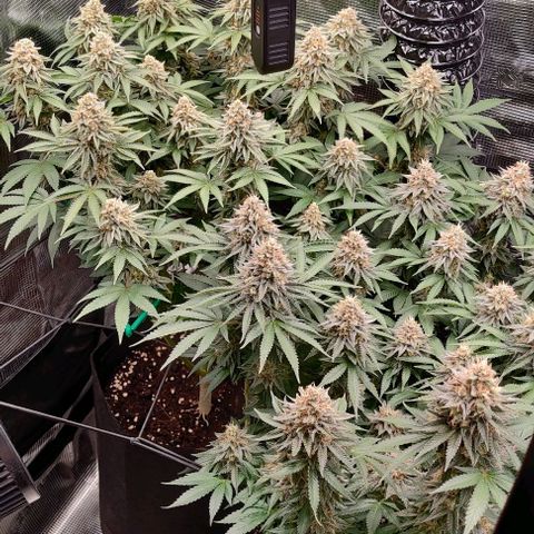 Gelato #45 No.1 growlog timeline photo