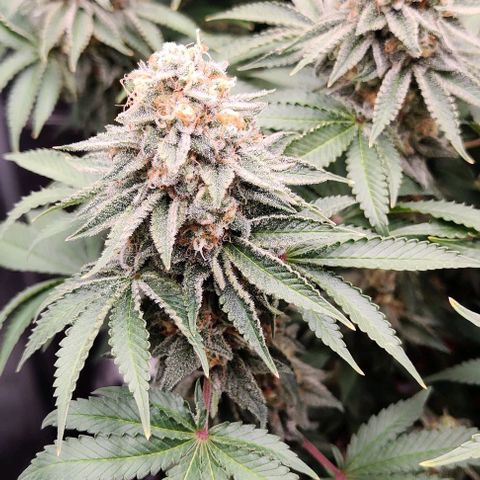 Gelato #45 No.2 growlog timeline photo