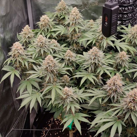 Gelato #45 No.2 growlog timeline photo