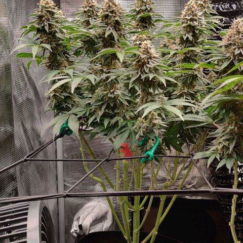 Gelato #45 No.2 growlog timeline photo