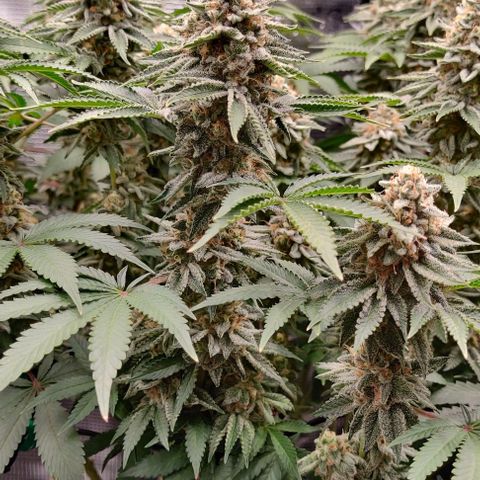 Gelato #45 No.2 growlog timeline photo