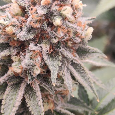 Gelato #45 No.2 growlog photo: Vielleicht am zwiddern. Muss beobachtet werden