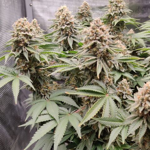 Gelato #45 No.2 growlog photo: Vielleicht am zwiddern. Muss beobachtet werden