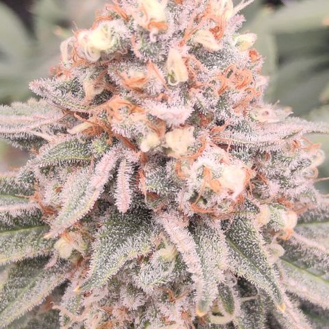 Gelato #45 No.2 growlog photo: Vielleicht am zwiddern. Muss beobachtet werden
