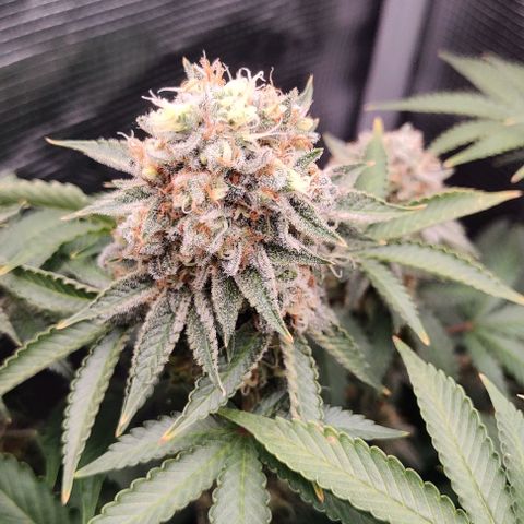 Gelato #45 No.2 growlog photo: Vielleicht am zwiddern. Muss beobachtet werden