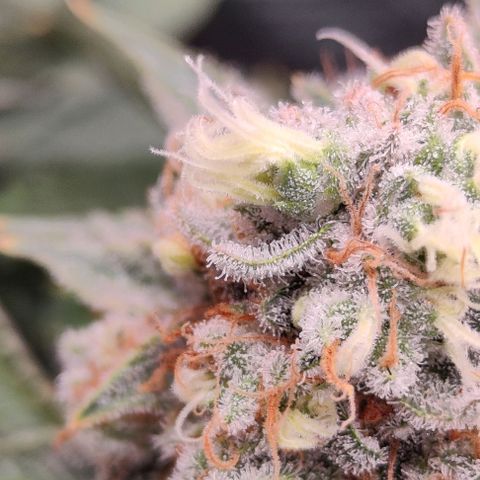 Gelato #45 No.2 growlog timeline photo