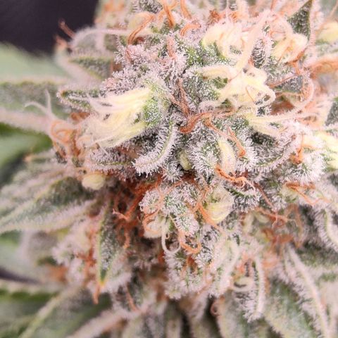 Gelato #45 No.2 growlog timeline photo