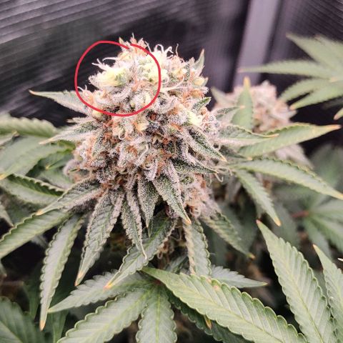 Gelato #45 No.2 growlog timeline photo