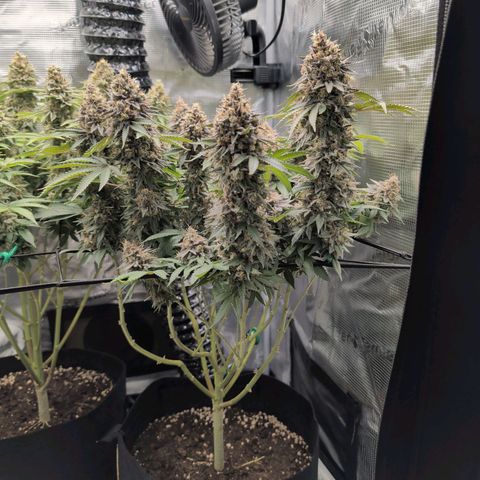 Gelato #45 No.1 growlog timeline photo