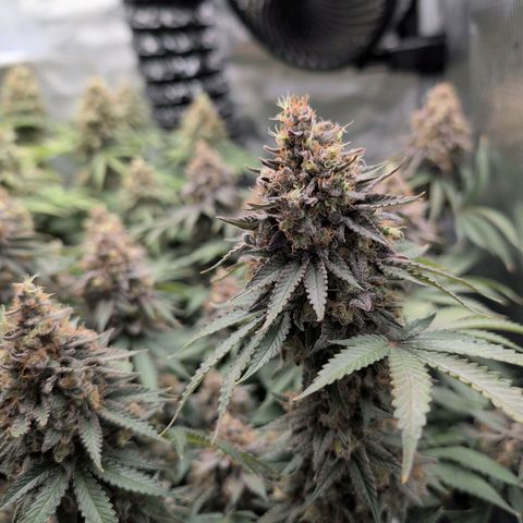 Gelato #45 No.1 growlog timeline photo