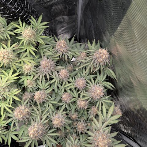 Gelato #45 No.1 growlog timeline photo