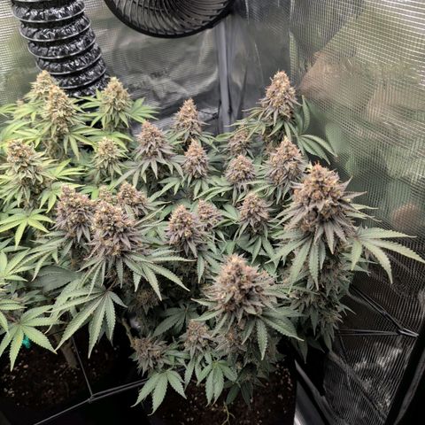 Gelato #45 No.1 growlog timeline photo