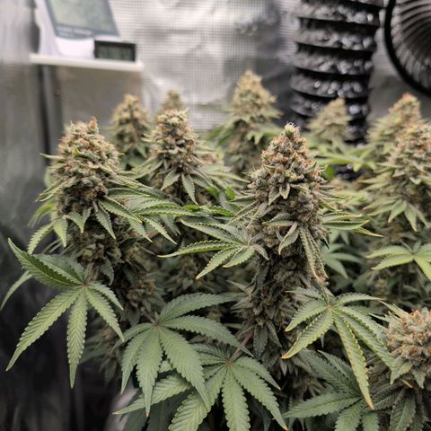 Gelato #45 No.2 growlog timeline photo