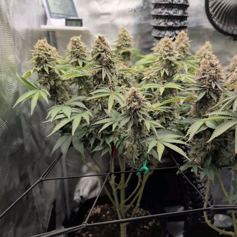 Gelato #45 No.2 growlog timeline photo