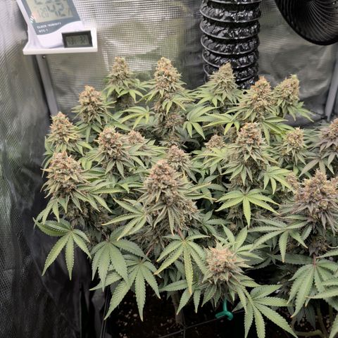 Gelato #45 No.2 growlog timeline photo