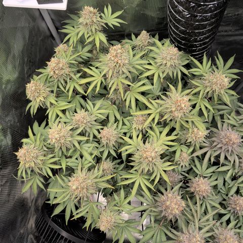 Gelato #45 No.2 growlog timeline photo