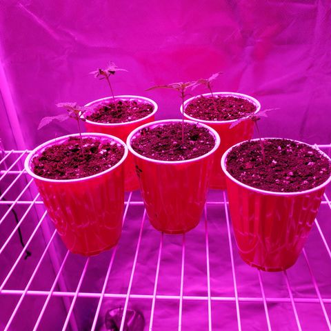 Durby 1 growlog timeline photo