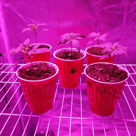 Durby 1 growlog timeline photo