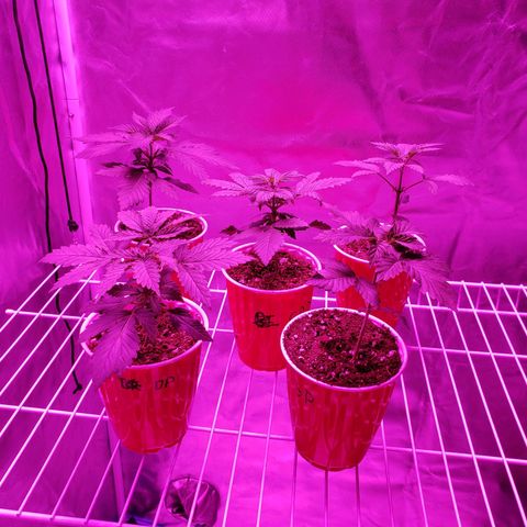 Durby 1 growlog timeline photo