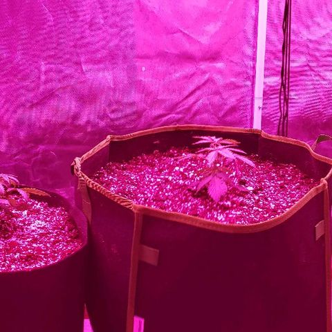 Durby 1 growlog timeline photo