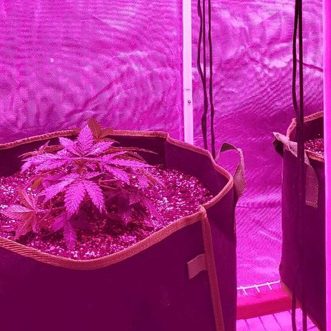 Durby 1 growlog timeline photo
