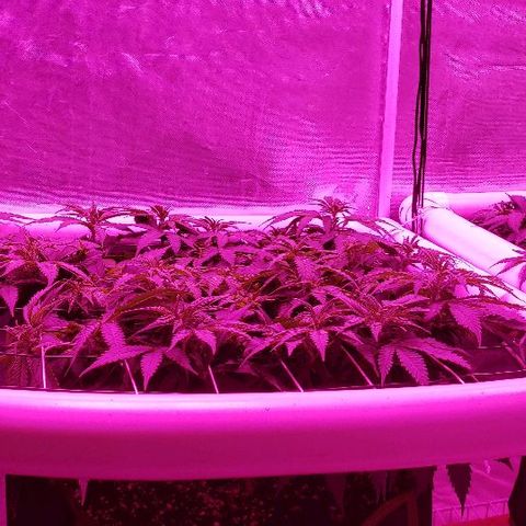 Durby 1 growlog photo: Getting ready to switch to flower.